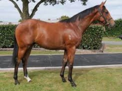 Stockwell Thoroughbreds Presents A Quality Draft At Melbourn ... Image 2